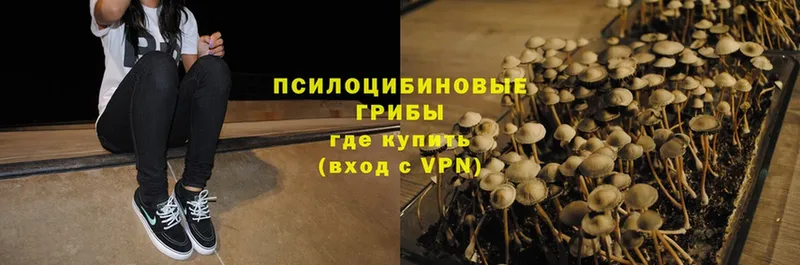 хочу   Гурьевск  Галлюциногенные грибы Magic Shrooms 